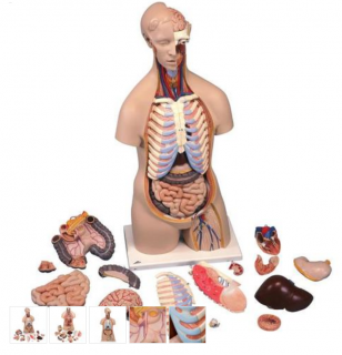 Torzo ľudského tela Klasik Unisex - 16 častí (Anatomické modely)