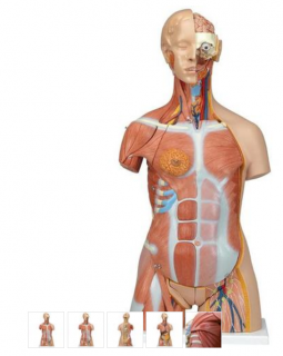 Torzo tela Deluxe dualsex so svalmi - 31 častí (Anatomické modely)