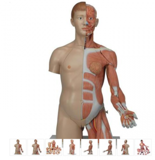 Torzo tela dualsex s rukou a svalmi - 33 častí (Anatomické modely)