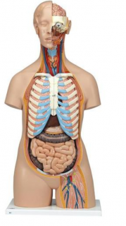 Torzo tela s otvoreným chrbtom - 21 častí (Anatomické modely)