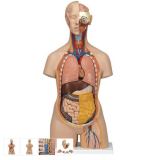 Torzo tela s otvoreným chrbtom a krkom - 18 častí (Anatomické modely)
