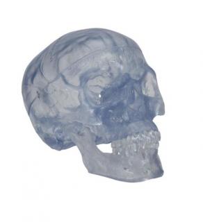 Transparent Classic Human Skull Model, 3 part (Anatomické modely)