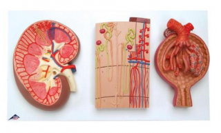 Úsek obličiek, nefróny, krvné cievy a renálny korpus (Anatomické modely)