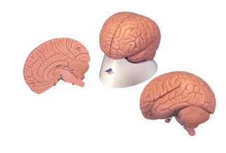 Úvodný model mozgu, 2 časti (Anatomické modely)