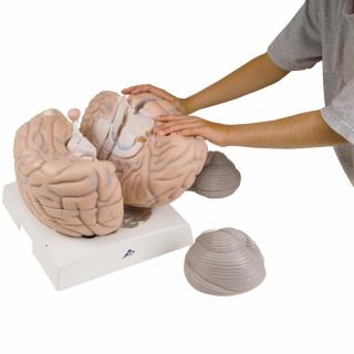 Veľký mozog, 2,5 krát plnej veľkosti, 14 častí (Anatomické modely)