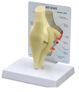Základný model kolena (Anatomické modely)