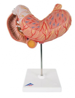 Žalúdok, 3 časti (Anatomické modely)