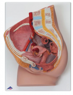 Ženská panva, 2 časti (Anatomické modely)