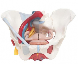 Ženská panva s väzami, cievami, nervami, pánvovým dnom a orgánmi (Anatomické modely)