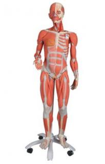 Ženská svalová postava, 3/4 životnej veľkosti, 23 častí, bez vnútorných orgánov  (Anatomické modely)