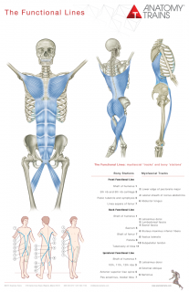 ANATOMY TRAINS POSTERS