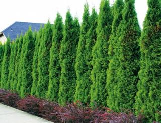 104 ks Tuja západná Smaragd, výška 7/10 cm, v multiplate (0,95€/ks) Thuja occidentalis Smaragd