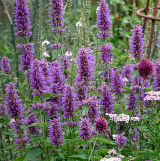 Agastache Blue Boa, v črepníku P9, 10/15 cm Agastache Blue Boa