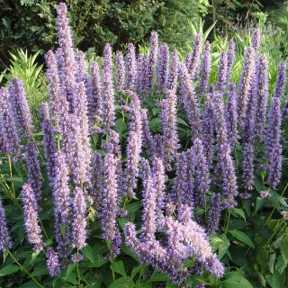 Agastache Blue Fortune, v črepníku P9, 10/15 cm Agastache Blue Fortune