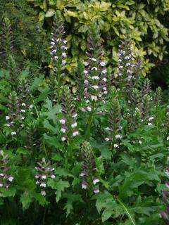 Akant mäkký, v črepníku P9, 10/15 cm Acanthus mollis