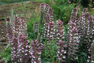 Akant tŕnitý, v črepníku P9, 10/15 cm Acanthus spinosus