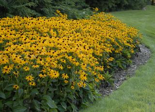 AKCIA 2+1 ! Echinacea Zlatá búrka 10/15 cm , v črepníku 1,5l Rudbeckia f. ‘Goldsturm‘