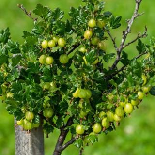 AKCIA 2+1 ! Egreš Invicta stromčekový 100/120 cm, v črepníku Grossularia uva - crispa Invicta