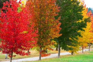 AKCIA ! Ambrovník styraxový, výška 200/220 cm, v kvetináči 7,5 l Liquidambar styraciflua