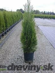 AKCIA ! Balík 10ks Tuja západná Smaragd 20/30 cm, v črepníku P9 Thuja occidentalis Smaragd