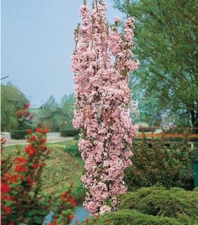 AKCIA ! Čerešňa japonská Amanogawa stĺpovitá na kmienku 180/200 cm, v črepníku Prunus serrulata amanogawa