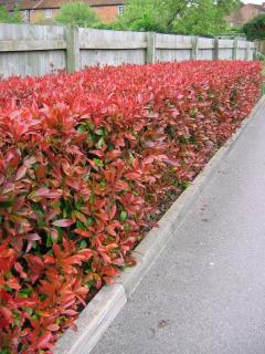 AKCIA! Fotínia aj na živý plot (červienka) Red Robin 80/100 cm, v črepníku 3l Photinia Red Robin