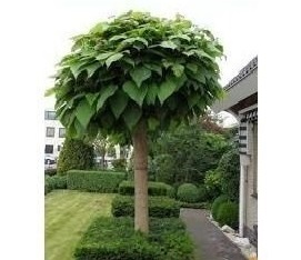 AKCIA ! Katalpa Nana na kmienku 180/200 cm, obvod kmienku 6/8 cm, v črepníku Catalpa Bignonioides Nana