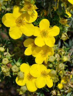 AKCIA! Nátržník krovitý Goldfinger v črepníku Potentilla fruticosa Goldfinger