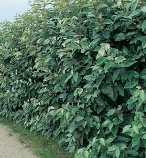 AKCIA Ruská oliva - Hlošina Ebbingeova, výška 220/250 cm, v črepníku Elaeagnus Angustifolia