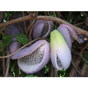 Akébia čokoládový banán 20/40 cm, v črepníku Akebia Quinata