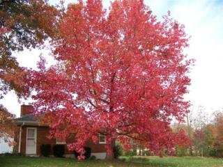 Ambrovník styraxový 250/350 cm, obvod 10/12 cm, v črepníku Liquidambar styraciflua