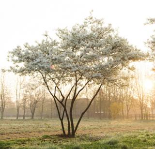 Amelanchier kanadská slivko-čučoriedka 180/200 cm, exkluzívny multi kmeň 3 kmienky už rodiaci, v črepníku Amelanchier lamarckii