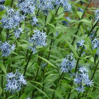 Amsónia modrá hviezda, v črepníku P9, 10/15 cm Amsonia tabernaemontana