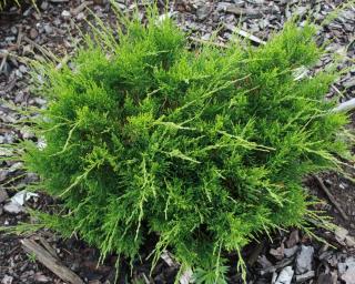 Borievka pfitzerova x Mint Julep, 35/45 cm, v črepníku Juniperus pfitzeriana x Mint Julep