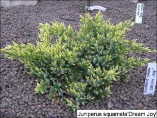 Borievka plazivá Dream Joy, výška 20/30 cm, v črepníku Juniperus squamata Dream Joy