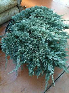 Borievka rozprestretá Blue Chip, výška 20/40cm, v črepníku 3 litre Juniperus horizontalis Blue Chip