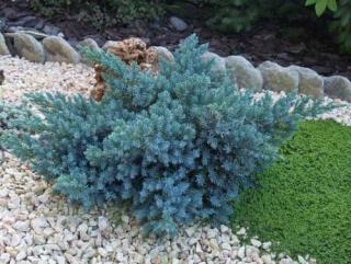 Borievka šupinatá Blue Compact, v črepníku 20/30 cm Juniperus squamata Blue Compact