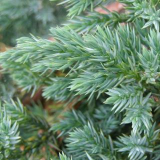 Borievka šupinatá Blue Swede 20/30 cm v črepniku 2L Juniperus squamata