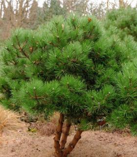 Borovica čierna 40/60 cm, v črepníku Pinus nigra