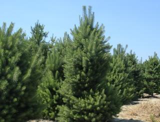 Borovica čierna 80/100 cm, v črepníku Pinus Nigra
