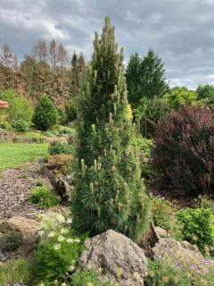 Borovica čierna Green Tower 50/70 cm, v črepníku Pinus nigra Green Tower