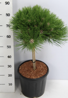 Borovica čierna Marie Bregeon na kmienku 40 cm, priemer korunky 40 cm, celková výška 80 cm v črepníku 13l Pinus nigra Marie Bregeon