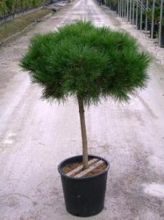 Borovica čierna Olesna, na kmienku 70/90 cm, v črepníku Pinus nigra Olesna