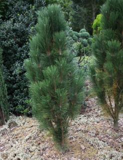 Borovica čierna Scholz, 30/40 cm, v črepníku Pinus nigra Scholz