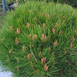 Borovica čierna Smaragd 20/30 cm, v črepníku Pinus nigra Smaragd