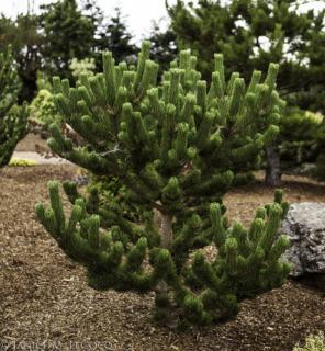 Borovica Green Rocket, 90/100 cm, v črepníku Pinus nigra Oregon green