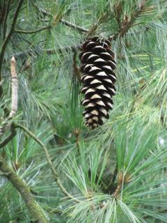 Borovica himalájska 20/40 cm, v črepníku Pinus Wallichiana