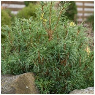 Borovica hladká Tiny Kurls, výška 25/30 cm, v črepníku Pinus strobus ´Tiny Curls