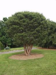 Borovica hustokvetá 30/40 cm, v črepníku Pinus densiflora