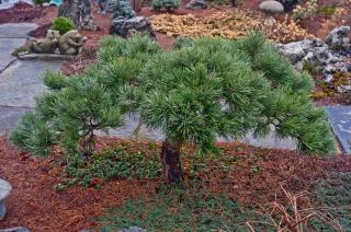 Borovica lesná Albyns (vzácny druh) 30/50 cm, v črepníku Pinus sylvestris Albyns